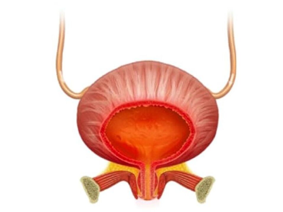Zánět močového měchýře a jeho léčba cystolaxovými kapslemi